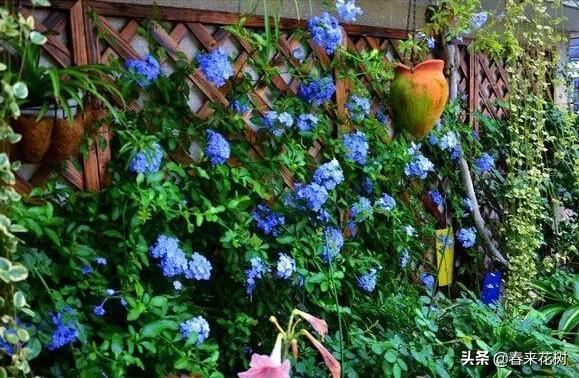 有些植物,一旦爬上了墙,就成了花海 有些植物,一旦爬上了墙,就成了花海