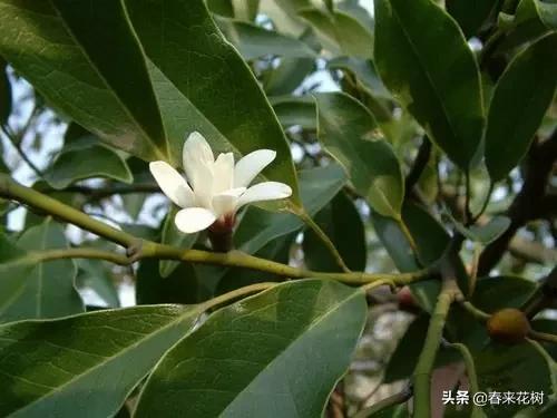 春暖花开,数百种开花植物图谱,你最喜欢哪些呢? 春暖花开,数百种开花植物图谱,你最喜欢哪些呢?