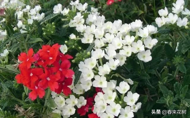 春暖花开,数百种开花植物图谱,你最喜欢哪些呢? 春暖花开,数百种开花植物图谱,你最喜欢哪些呢?