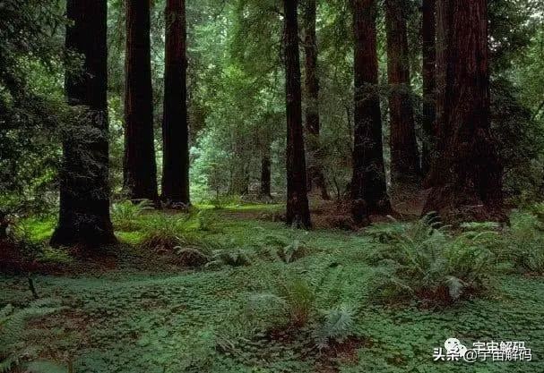 关于树木的13个秘密你知道多少? 关于树木的13个秘密你知道多少?