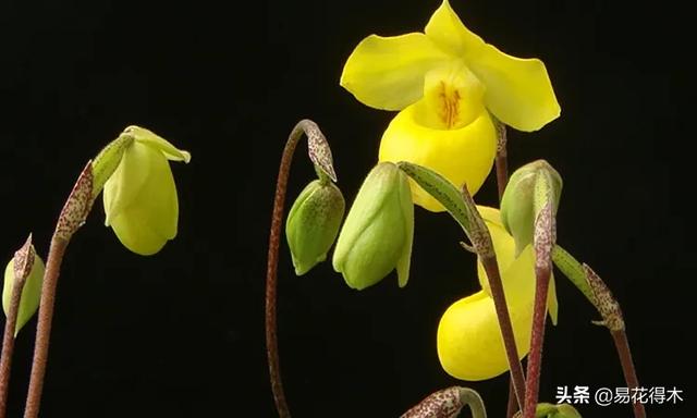 国家Ⅰ级濒危珍稀植物|杏黄兜兰的鉴赏及保护现状 国家Ⅰ级濒危珍稀植物|杏黄兜兰的鉴赏及保护现状