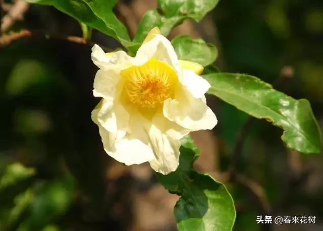 春暖花开,数百种开花植物图谱,你最喜欢哪些呢? 春暖花开,数百种开花植物图谱,你最喜欢哪些呢?