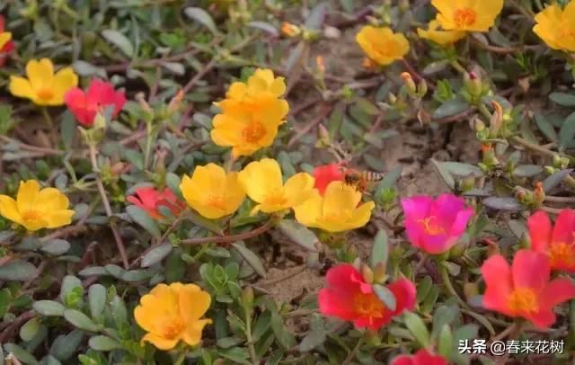 春暖花开,数百种开花植物图谱,你最喜欢哪些呢? 春暖花开,数百种开花植物图谱,你最喜欢哪些呢?