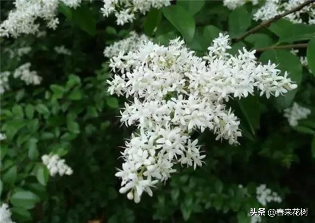 春暖花开,数百种开花植物图谱,你最喜欢哪些呢? 春暖花开,数百种开花植物图谱,你最喜欢哪些呢?