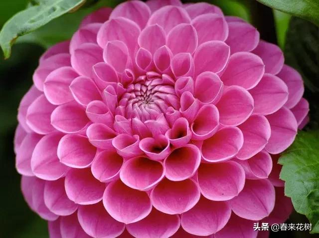 春暖花开,数百种开花植物图谱,你最喜欢哪些呢? 春暖花开,数百种开花植物图谱,你最喜欢哪些呢?