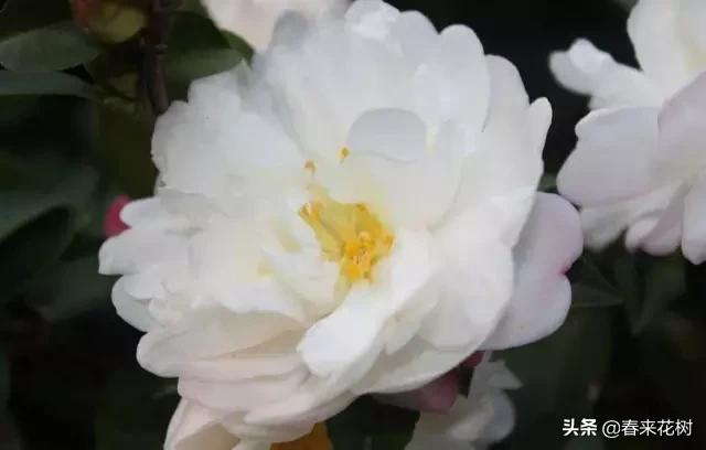 春暖花开,数百种开花植物图谱,你最喜欢哪些呢? 春暖花开,数百种开花植物图谱,你最喜欢哪些呢?