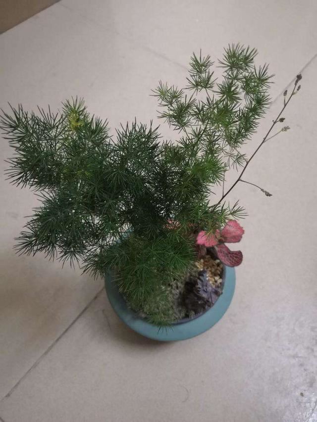 造型婀娜多姿,格调倍升,蓬莱松盆景这样打造价值高 造型婀娜多姿,格调倍升,蓬莱松盆景这样打造价值高