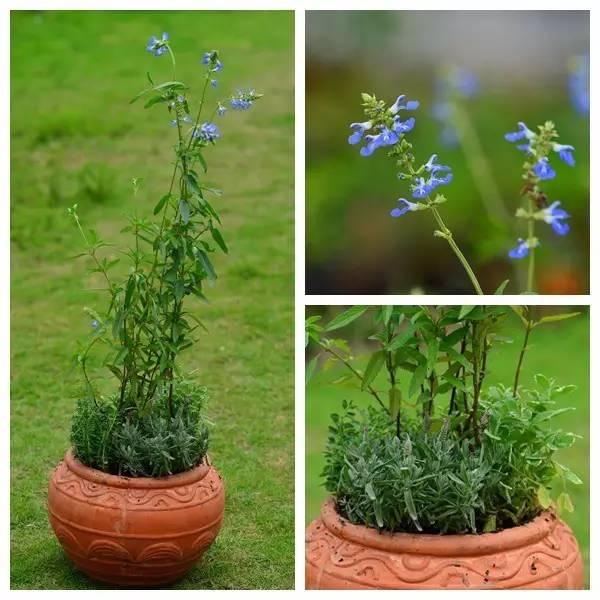 这样搭配花草,美到不要不要的 这样搭配花草,美到不要不要的