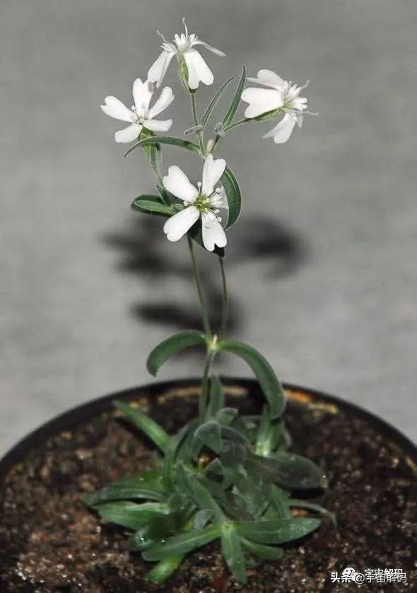 关于树木的13个秘密你知道多少? 关于树木的13个秘密你知道多少?