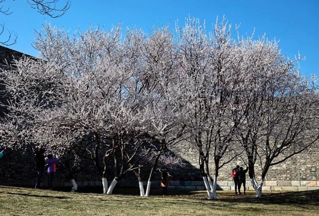 明城墙遗址公园梅花正艳 明城墙遗址公园梅花正艳