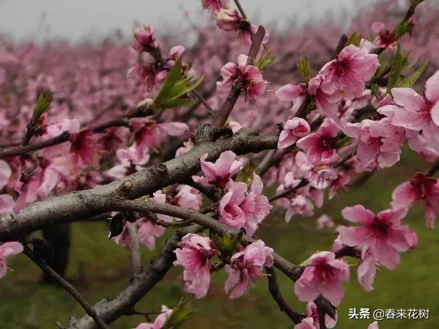 春暖花开,数百种开花植物图谱,你最喜欢哪些呢? 春暖花开,数百种开花植物图谱,你最喜欢哪些呢?