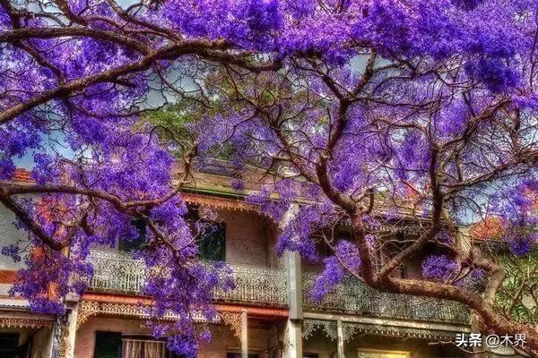 10种最美的树,有的在农村很常见,你认识几种? 10种最美的树,有的在农村很常见,你认识几种?