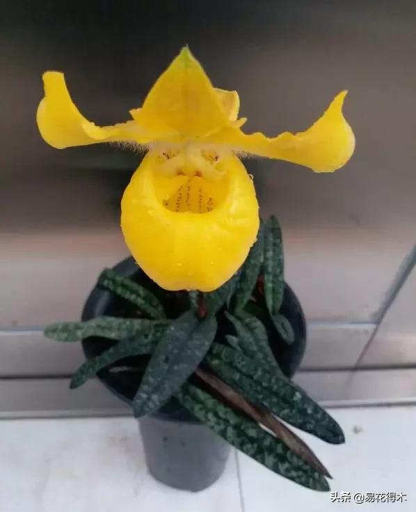 国家Ⅰ级濒危珍稀植物|杏黄兜兰的鉴赏及保护现状 国家Ⅰ级濒危珍稀植物|杏黄兜兰的鉴赏及保护现状