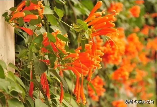 有些植物,一旦爬上了墙,就成了花海 有些植物,一旦爬上了墙,就成了花海