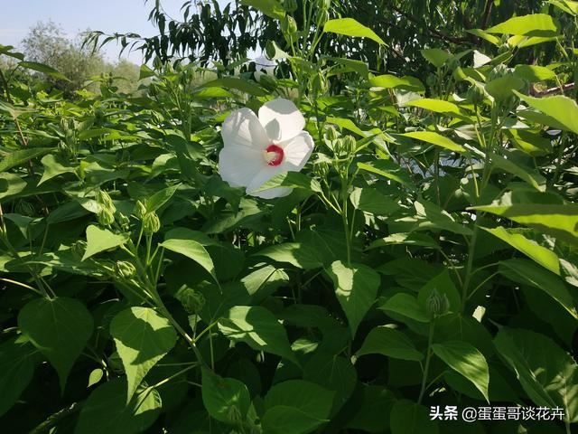 家庭庭院最佳种植花卉,既能吸收二氧化硫又能美化环境,这是啥花 家庭庭院最佳种植花卉,既能吸收二氧化硫又能美化环境,这是啥花