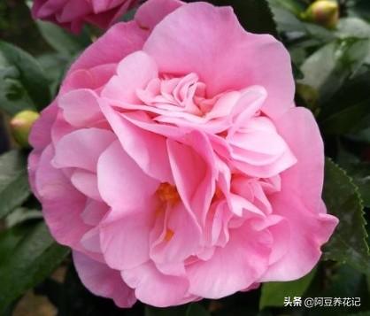 要想“烈香茶花”长得好，掌握“6个”步骤，芳香四溢，颜值超群