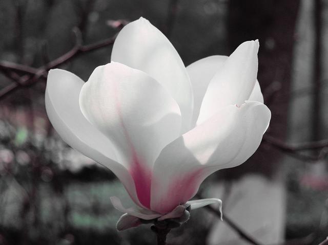 玉兰庭院植一株,栽种解决4要点,香满庭院绿满屋 玉兰庭院植一株,栽种解决4要点,香满庭院绿满屋