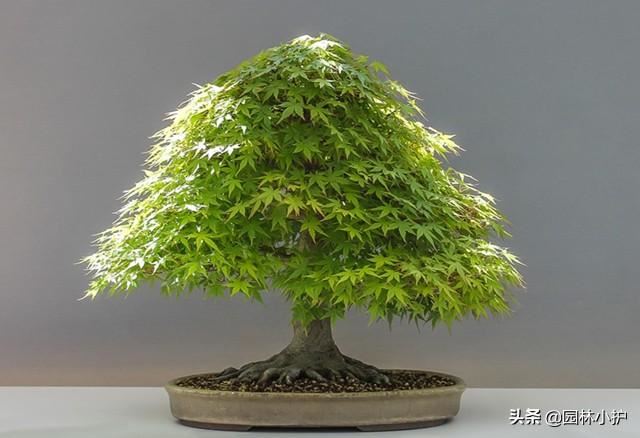 十大最佳盆景树,你喜欢哪一种? 十大最佳盆景树,你喜欢哪一种?