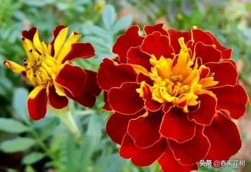 春暖花开,数百种开花植物图谱,你最喜欢哪些呢? 春暖花开,数百种开花植物图谱,你最喜欢哪些呢?