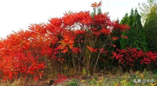 10种最美的树,有的在农村很常见,你认识几种? 10种最美的树,有的在农村很常见,你认识几种?