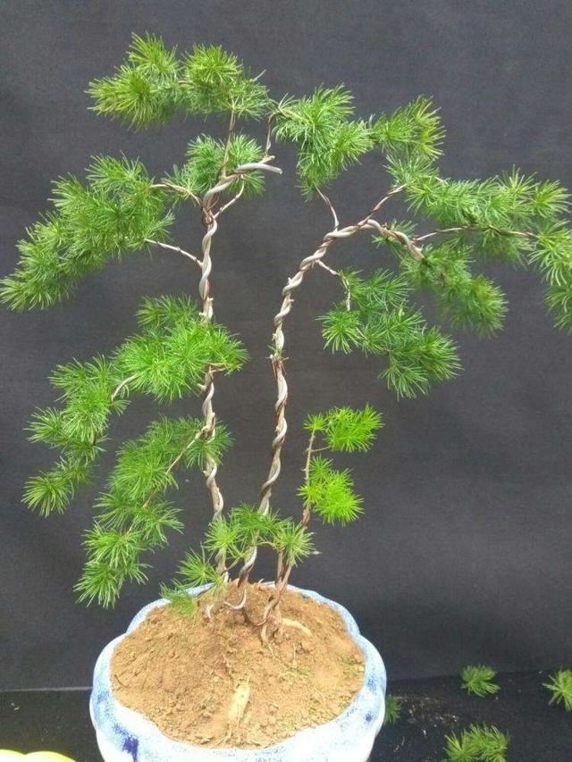 造型婀娜多姿格调倍升蓬莱松盆景这样打造价值高