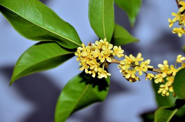 院子开花满天,好看有档次还不难养,全靠它们 院子开花满天,好看有档次还不难养,全靠它们