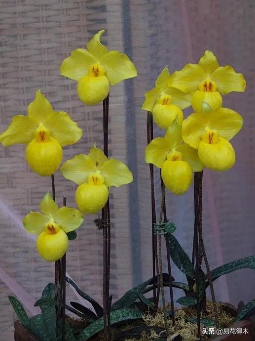 国家Ⅰ级濒危珍稀植物|杏黄兜兰的鉴赏及保护现状 国家Ⅰ级濒危珍稀植物|杏黄兜兰的鉴赏及保护现状