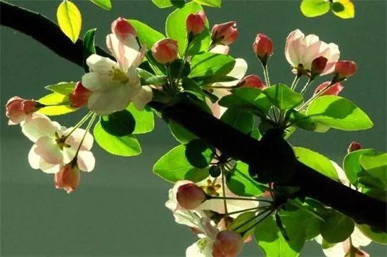 有寓意的树的名字大全，盘点十种有着超好寓意的植株！