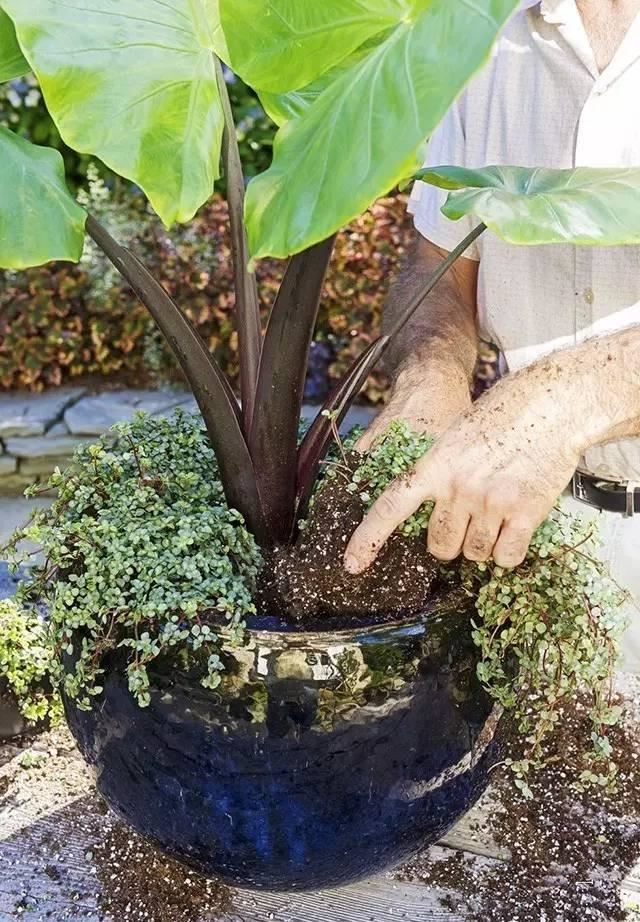 这样搭配花草,美到不要不要的 这样搭配花草,美到不要不要的
