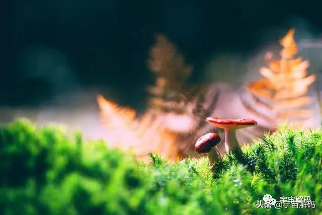 关于树木的13个秘密你知道多少? 关于树木的13个秘密你知道多少?