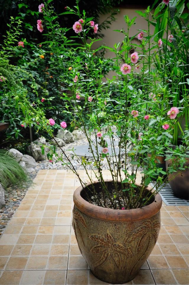 小木槿,装饰花园必备的一款植物,这样养,度夏不难 小木槿,装饰花园必备的一款植物,这样养,度夏不难