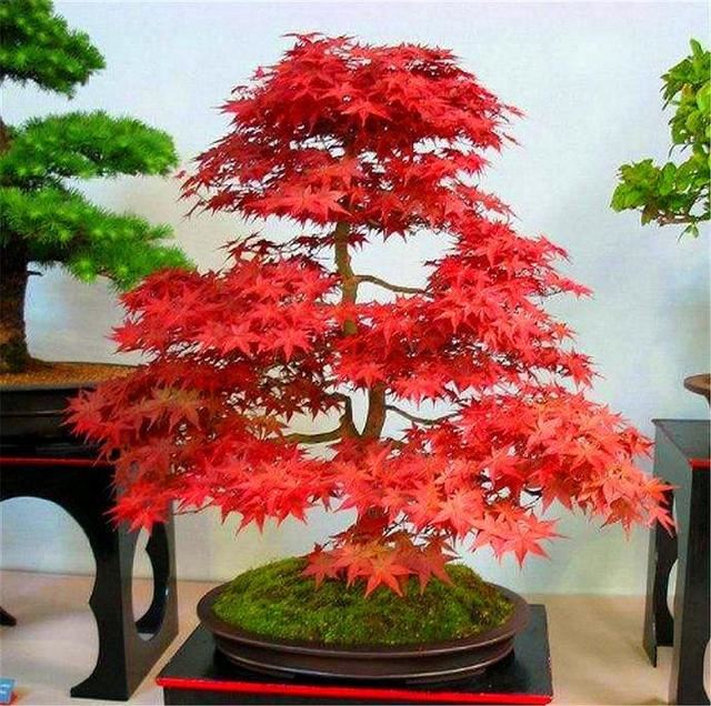如何把盆栽红枫打造成精美盆景？做好这6点，叶子火红，枝条优雅