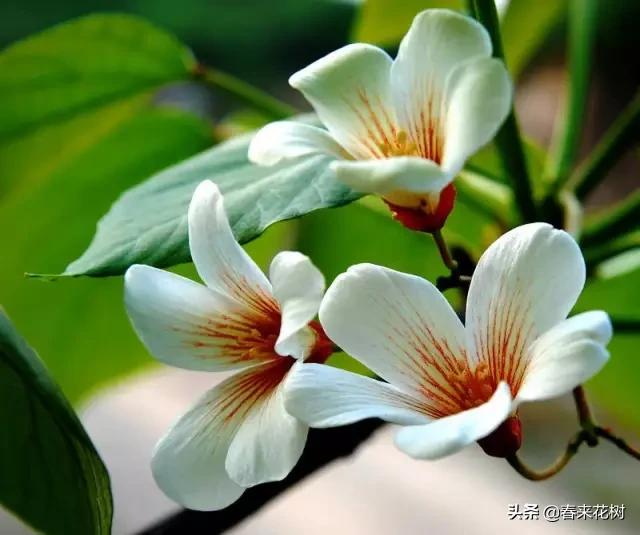 春暖花开,数百种开花植物图谱,你最喜欢哪些呢? 春暖花开,数百种开花植物图谱,你最喜欢哪些呢?