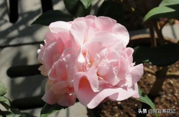 要想“烈香茶花”长得好，掌握“6个”步骤，芳香四溢，颜值超群
