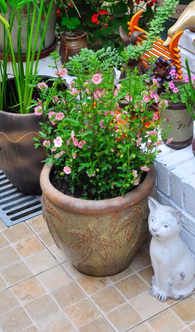 小木槿,装饰花园必备的一款植物,这样养,度夏不难 小木槿,装饰花园必备的一款植物,这样养,度夏不难