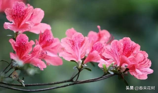 春暖花开,数百种开花植物图谱,你最喜欢哪些呢? 春暖花开,数百种开花植物图谱,你最喜欢哪些呢?