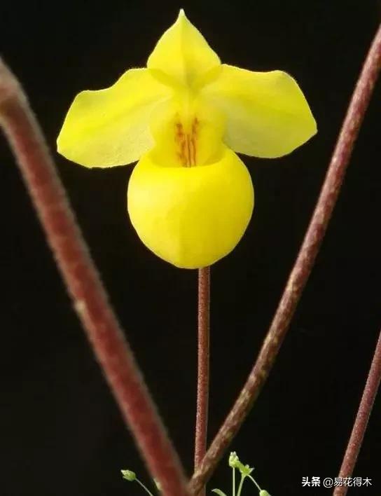 国家Ⅰ级濒危珍稀植物|杏黄兜兰的鉴赏及保护现状 国家Ⅰ级濒危珍稀植物|杏黄兜兰的鉴赏及保护现状