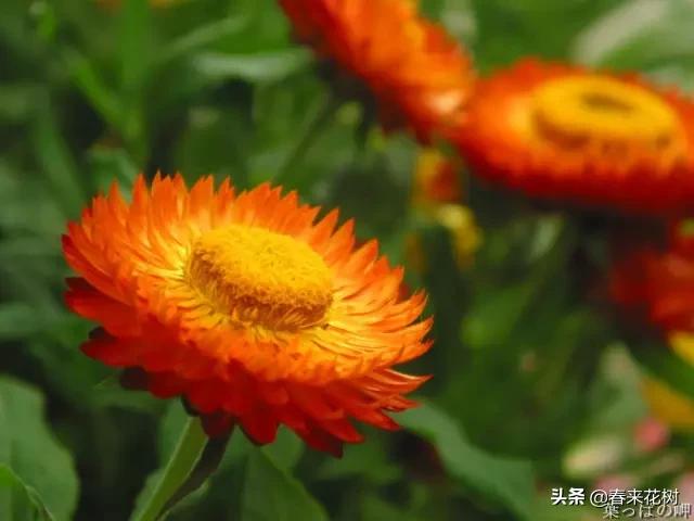 春暖花开,数百种开花植物图谱,你最喜欢哪些呢? 春暖花开,数百种开花植物图谱,你最喜欢哪些呢?