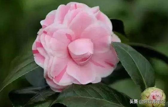 要想“烈香茶花”长得好，掌握“6个”步骤，芳香四溢，颜值超群