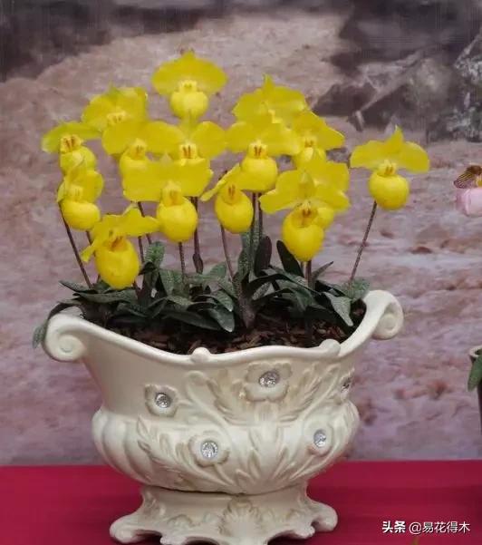 国家Ⅰ级濒危珍稀植物|杏黄兜兰的鉴赏及保护现状 国家Ⅰ级濒危珍稀植物|杏黄兜兰的鉴赏及保护现状