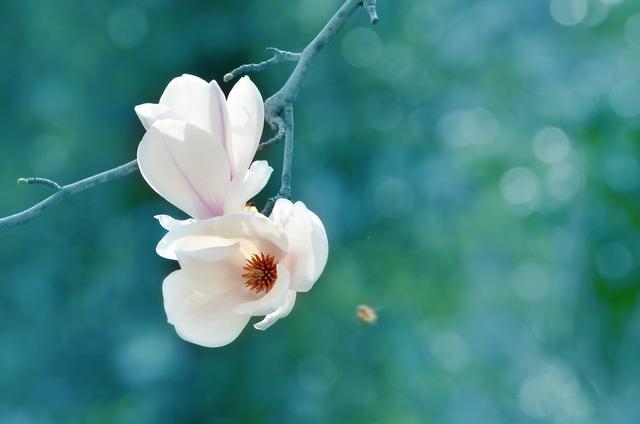 玉兰庭院植一株,栽种解决4要点,香满庭院绿满屋 玉兰庭院植一株,栽种解决4要点,香满庭院绿满屋