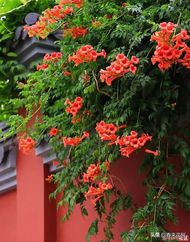 有些植物,一旦爬上了墙,就成了花海 有些植物,一旦爬上了墙,就成了花海