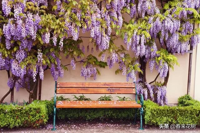有些植物,一旦爬上了墙,就成了花海 有些植物,一旦爬上了墙,就成了花海