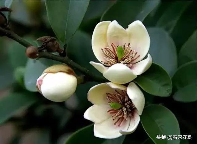 春暖花开,数百种开花植物图谱,你最喜欢哪些呢? 春暖花开,数百种开花植物图谱,你最喜欢哪些呢?