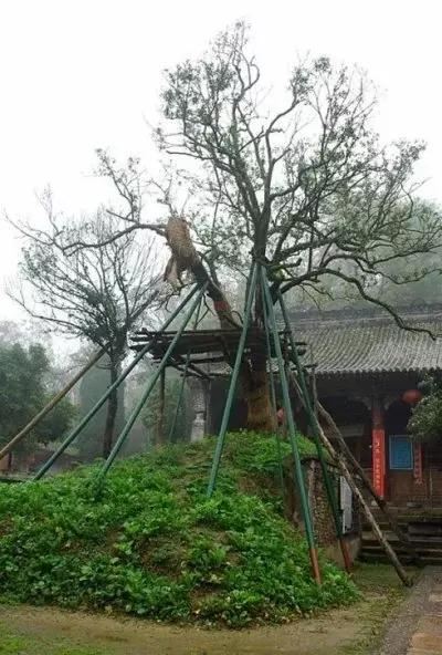 10棵美到令人窒息的树 加拿大有125年的杜鹃花“树”(杜鹃是灌木,属禾本科,并非树) 10棵美到令人窒息的树 日本144岁的老紫藤(亦非树,属藤本植物) 10棵美到令人窒息的树 新西兰南端极端大风下生长的树 10棵美到令人窒息的树 俄勒冈州波特兰市美丽的日本枫树 10棵美到令人窒息的树 德国波恩盛开的樱花树 10棵美到令人窒息的树 南卡罗来纳州约翰岛的天使橡树 10棵美到令人窒息的树 也门的Dragonblood 10棵美到令人窒息的树 南非天玺的Jacarandas 10棵美到令人窒 10棵美到令人窒息的树 加拿大有125年的杜鹃花“树”(杜鹃是灌木,属禾本科,并非树) 10棵美到令人窒息的树 日本144岁的老紫藤(亦非树,属藤本植物) 10棵美到令人窒息的树 新西兰南端极端大风下生长的树 10棵美到令人窒息的树 俄勒冈州波特兰市美丽的日本枫树 10棵美到令人窒息的树 德国波恩盛开的樱花树 10棵美到令人窒息的树 南卡罗来纳州约翰岛的天使橡树 10棵美到令人窒息的树 也门的Dragonblood 10棵美到令人窒息的树 南非天玺的Jacarandas 10棵美到令人窒