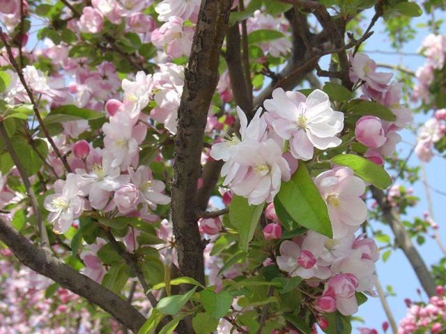 院子开花满天,好看有档次还不难养,全靠它们 院子开花满天,好看有档次还不难养,全靠它们