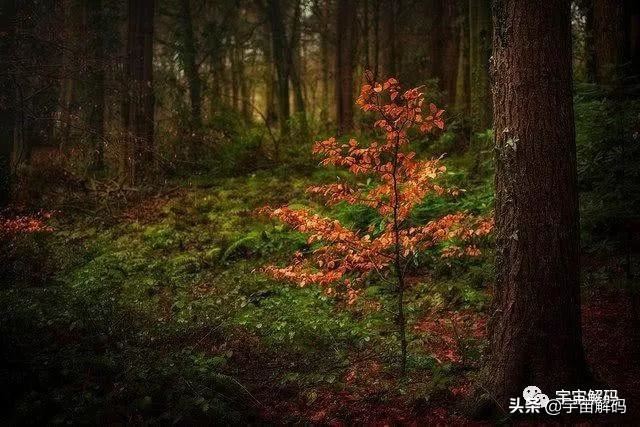 关于树木的13个秘密你知道多少? 关于树木的13个秘密你知道多少?