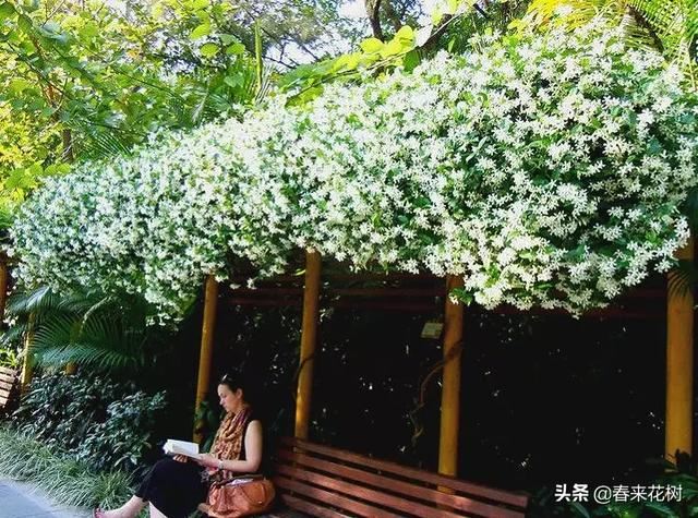 有些植物,一旦爬上了墙,就成了花海 有些植物,一旦爬上了墙,就成了花海