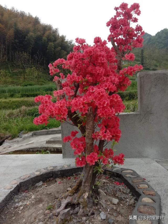 映山红种不活？这5个诀窍告诉你，再老的桩都能生根