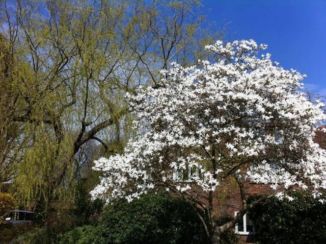 院子开花满天,好看有档次还不难养,全靠它们 院子开花满天,好看有档次还不难养,全靠它们